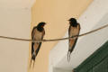 Barn Swallow