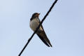 Barn Swallow