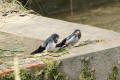 Barn Swallow