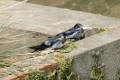 Barn Swallow