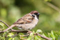 Tree Sparrow image from gardenbirdwatching.com