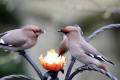 Waxwing image from gardenbirdwatching.com