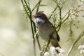 Whitethroat