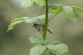 Whitethroat