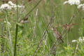 Whitethroat