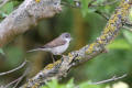 Whitethroat