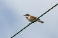 Whitethroat