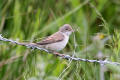 Whitethroat