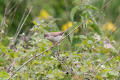 Whitethroat