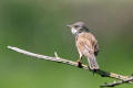 Whitethroat