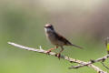 Whitethroat