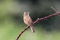 Whitethroat