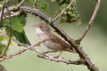 Whitethroat