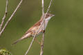 Whitethroat image from gardenbirdwatching.com