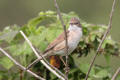 Whitethroat