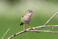 Whitethroat