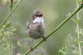 Whitethroat