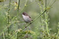 Whitethroat