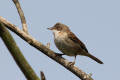 Whitethroat