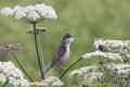 Whitethroat