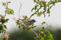 Whitethroat