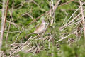 Whitethroat