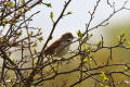 Whitethroat