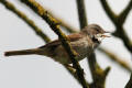 Whitethroat