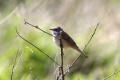 Whitethroat