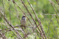 Whitethroat