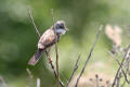 Whitethroat