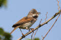 Whitethroat image from gardenbirdwatching.com