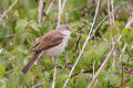 Common Whitethroat