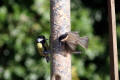 Willow Tit