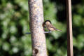 Willow Tit