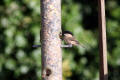 Willow Tit