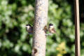 Willow Tit