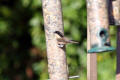 Willow Tit