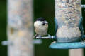 Willow Tit