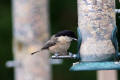 Willow Tit