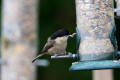 Willow Tit