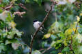 Willow Tit