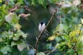 Willow Tit