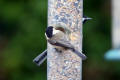 Willow Tit