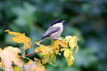 Willow Tit