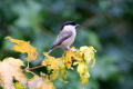 Willow Tit