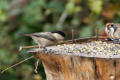 Willow Tit