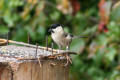 Willow Tit