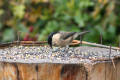 Willow Tit image from gardenbirdwatching.com