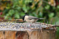 Willow Tit